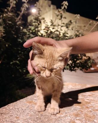 Gatti: Arancione e Nera (con zampe e muso bianco)