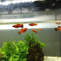 Platy coda nera