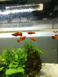 Platy coda nera