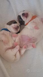 Cuccioli di Jack Russell Terrier "Broken" con Ped