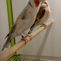 Disponibile favati gola bianca eumo bruni opali