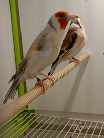 Disponibile favati gola bianca eumo bruni opali