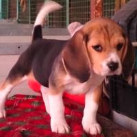 Beagle cuccioli enci
