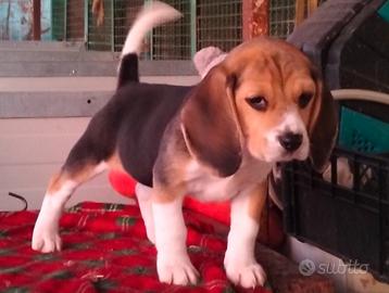 Beagle cuccioli enci