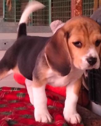 Beagle cuccioli enci