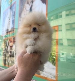Spitz di Pomerania puppy