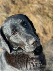 Cuccioli incrocio Labrador