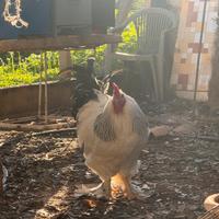 Disponibilità Gallo galli Brahma