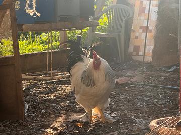 Disponibilità Gallo galli Brahma