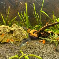 Guppy maschi rossi
