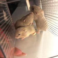 Cuccioli di criceti russi