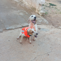 Segugio Istriano per monta