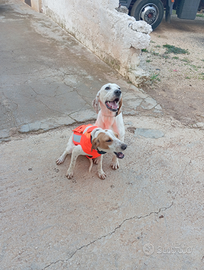 Segugio Istriano per monta