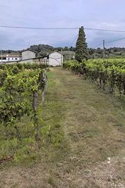 Terreno edificabile a Faedis