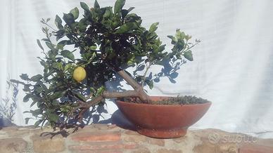 Bonsai Limone
