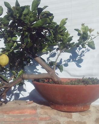 Bonsai Limone