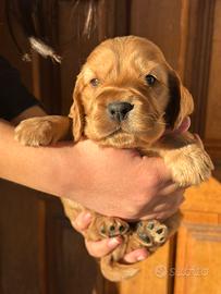 Cocker spaniel inglese cuccioli