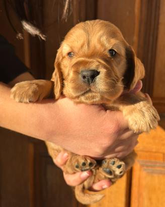 Cocker spaniel inglese cuccioli