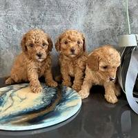 Barboncini mini toy piccole dolcezze