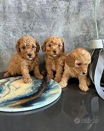 Barboncini mini toy piccole dolcezze