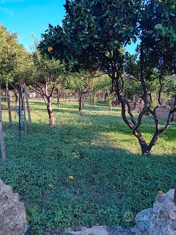 Terreno agricolo