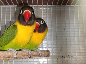 Coppia inseparabile mascherato verde