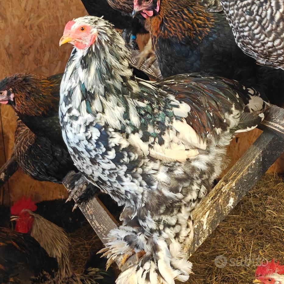 UOVA FERTILI, FECONDE Di Uova Colorate E Galline Da Carne E Da Uova EUR