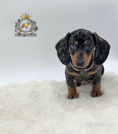 Bassotto occhi impari