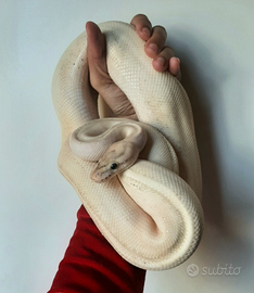 Pitone reale puma pronto riprod + teca completa