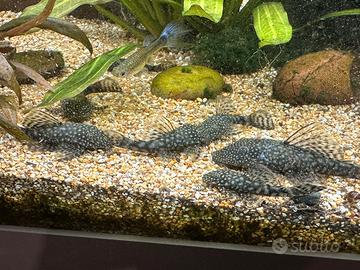 Pesci ancistrus
