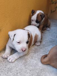 Cuccioli Amstaff