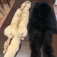 Collo di volpe argentata +1