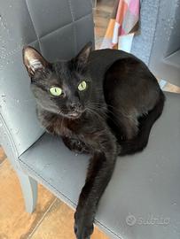Gattina nera