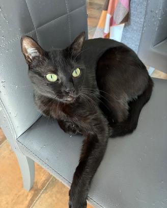 Gattina nera