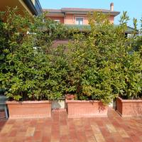 Vasche con piante di alloro