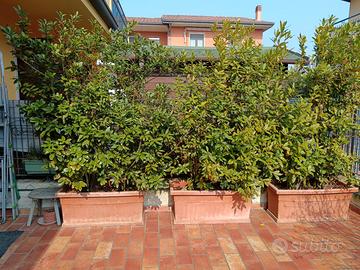 Vasche con piante di alloro