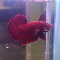 Betta splendens pesce combattente PKHM halfmoon PK