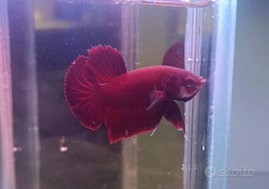 Betta splendens pesce combattente PKHM halfmoon PK
