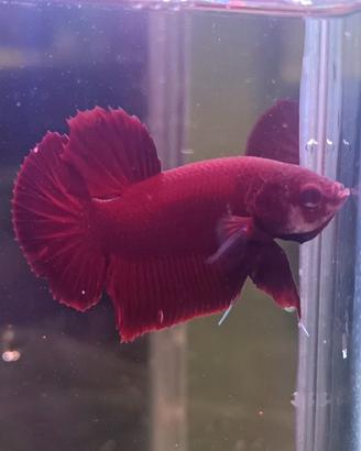 Betta splendens pesce combattente PKHM halfmoon PK