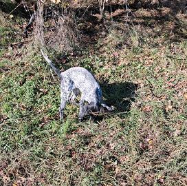 Cuccioli bracco pointer
