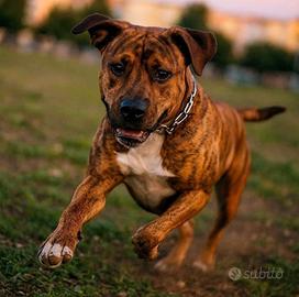 Cuccioli Amstaff