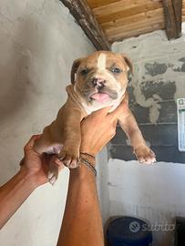 American Pitbull Terrier