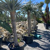 dracaena draco