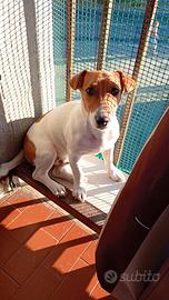 Cucciolo di Jack Russell - Dolcissimo e vivace