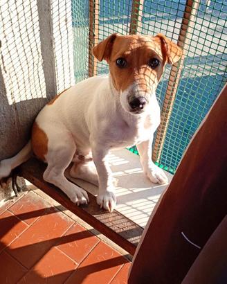 Cucciolo di Jack Russell - Dolcissimo e vivace