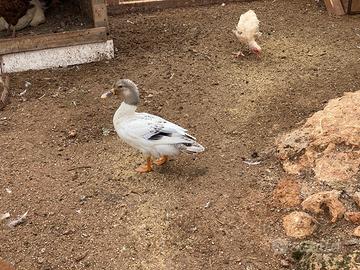 Germano reale albino