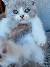 Gatto
