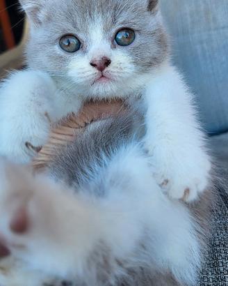 Gatto