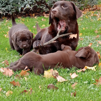 Labrador retriever chocolate