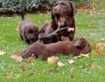 Labrador retriever chocolate